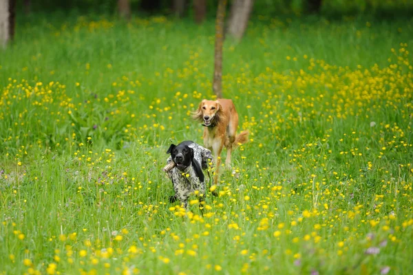 Perros felices corriendo por un prado con mariposas — Foto de Stock