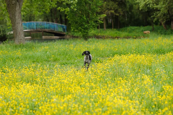 Gelukkige hond loopt door een weiland met boterbloemen — Stockfoto