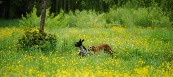 Счастливая собака бежит по лугу с лютиками — стоковое фото