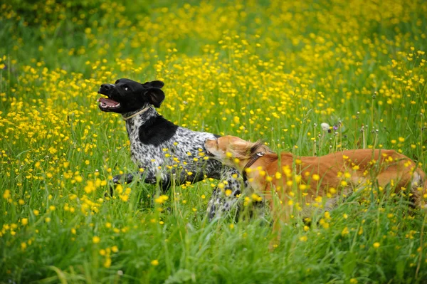 Cães felizes correndo através de um prado com copos de manteiga — Fotografia de Stock