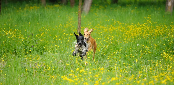 Glückliche Hunde laufen mit Ranunkeln über eine Wiese — Stockfoto