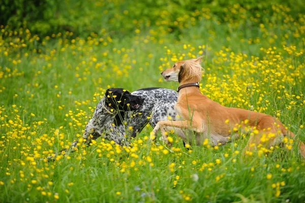 Happy dogs running through a meadow with buttercups — Stock Photo, Image