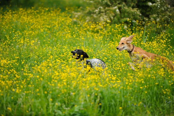 Mutlu köpek ile bir çayır düğünçiçekleri ile çalışan — Stok fotoğraf