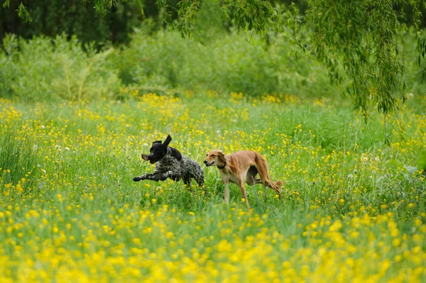 Happy dogs running through a meadow with buttercups — Stock Photo, Image