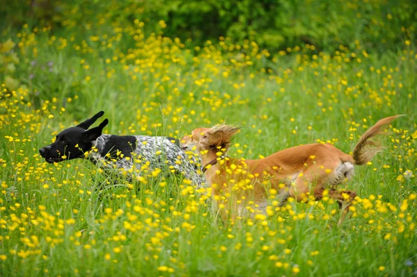Happy dogs running through a meadow with buttercups — Stock Photo, Image