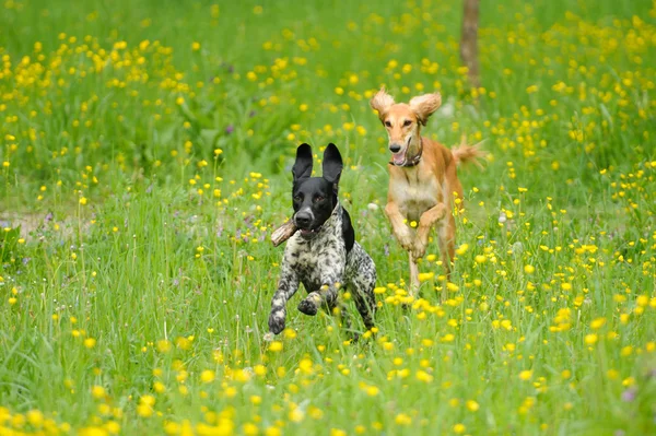 Perros felices corriendo por un prado con mariposas — Foto de Stock