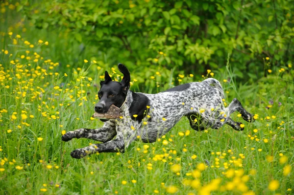 Gelukkige hond loopt door een weiland met boterbloemen — Stockfoto