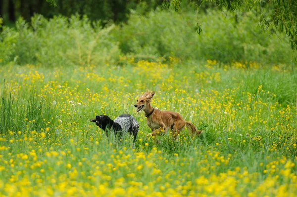 Mutlu köpek ile bir çayır düğünçiçekleri ile çalışan — Stok fotoğraf