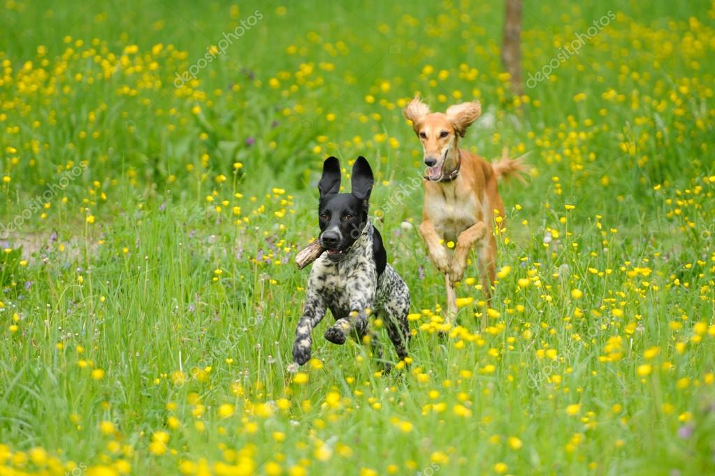 Happy dogs running through a meadow with buttercups Stock Photo by ©art