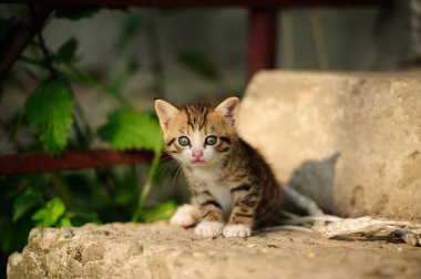 mavi gözlü güzel pisi