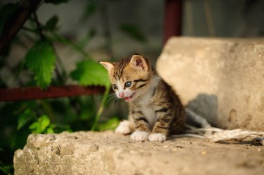 mavi gözlü güzel pisi