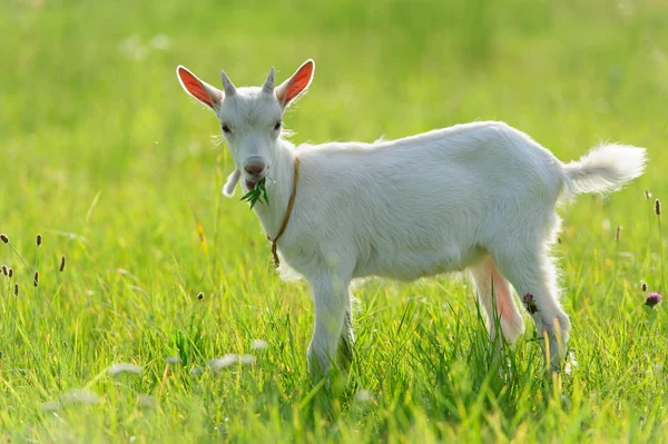 Ziegenbock — Stockfoto