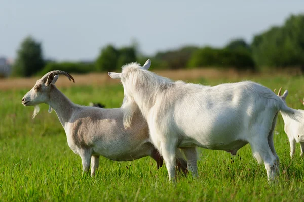 Cabras — Foto de Stock