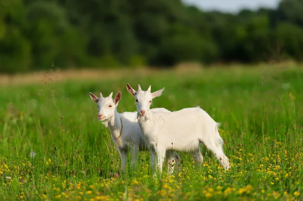 Ziegenbock — Stockfoto