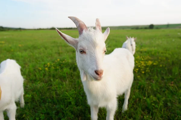 Ziegenbock — Stockfoto