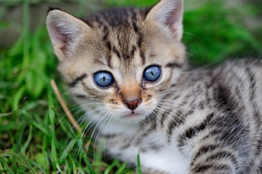 Çocuk elinde mavi gözlü güzel pisi