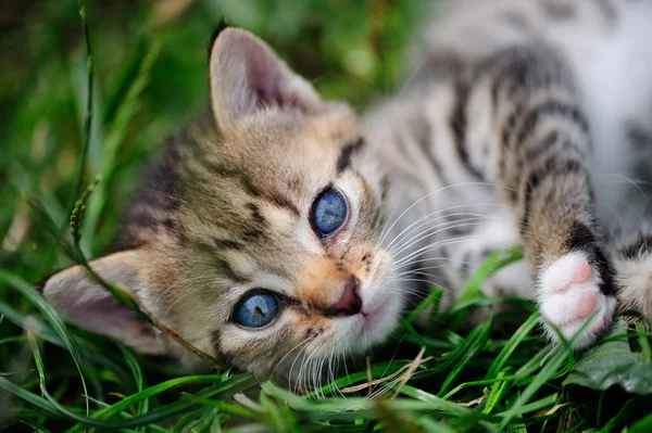Прекрасная кошечка с голубыми глазами в руках ребенка — стоковое фото