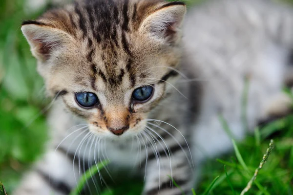 Çocuk elinde mavi gözlü güzel pisi — Stok fotoğraf