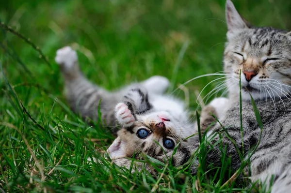 Härlig kitty med blå ögon i barnet händer — Stockfoto