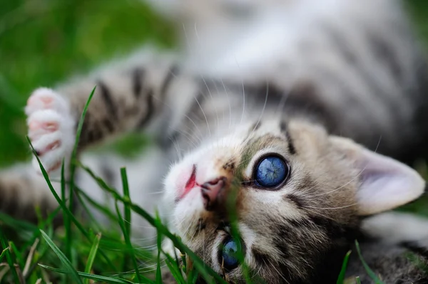 子の手の中の青い目を持つ素敵なキティ — ストック写真