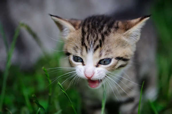 Gatinho encantador com olhos azuis nas mãos da criança — Fotografia de Stock