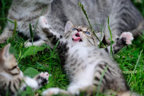 Mooie kitty met blauwe ogen in de handen van het kind — Stockfoto