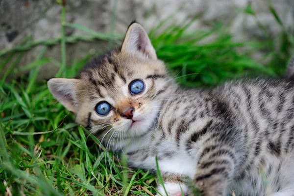Hermoso gatito con ojos azules en las manos del niño —  Fotos de Stock