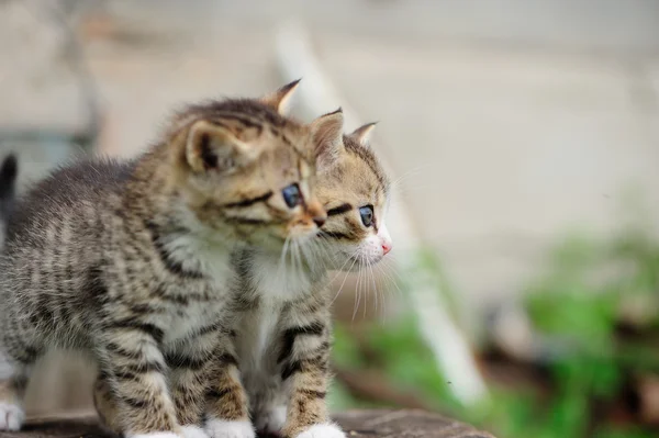 Gatinho encantador com olhos azuis nas mãos da criança — Fotografia de Stock