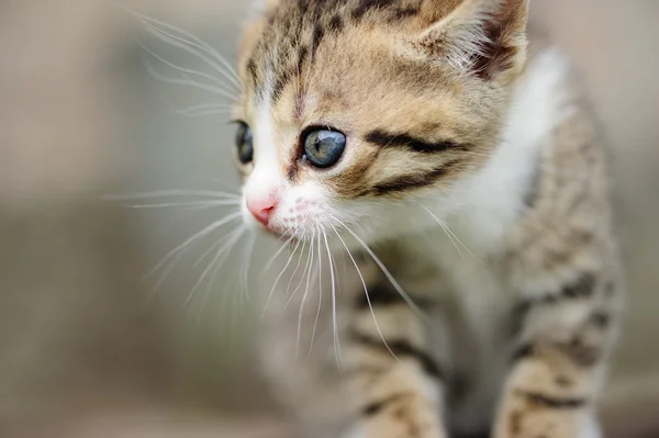 Gatinho encantador com olhos azuis nas mãos da criança — Fotografia de Stock