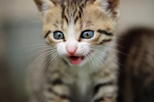 Gatinho encantador com olhos azuis nas mãos da criança — Fotografia de Stock