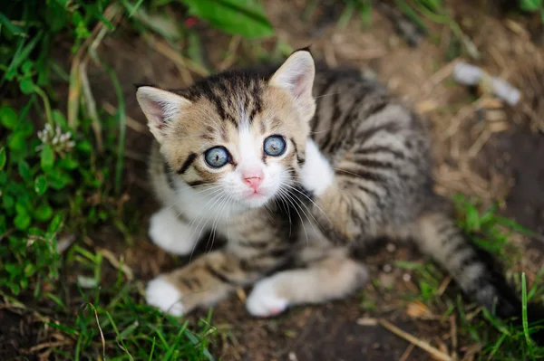 Härlig kitty med blå ögon i barnet händer — Stockfoto