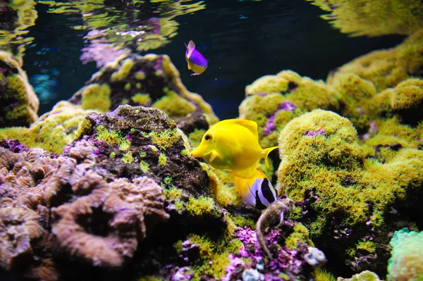 Peces marinos —  Fotos de Stock