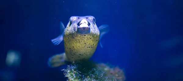 Sea fish — Stock Photo, Image