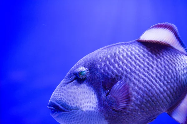 바다 물고기 — 스톡 사진