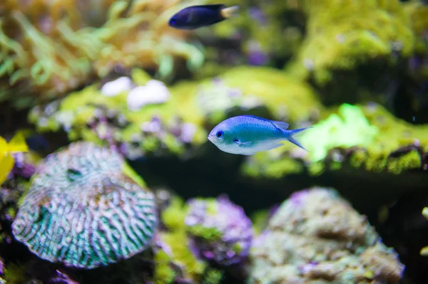Meeresfisch — Stockfoto