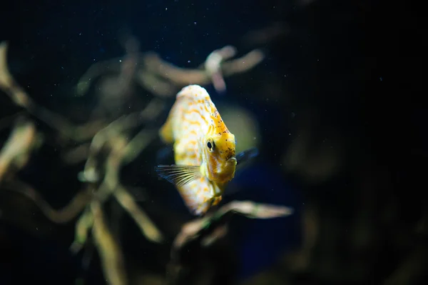 Peixes marinhos — Fotografia de Stock