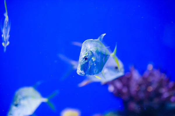 Peixes marinhos — Fotografia de Stock