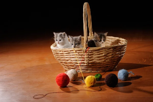 Hermoso gatito. — Foto de Stock