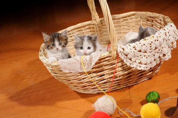 Lovely kitty — Stock Photo, Image