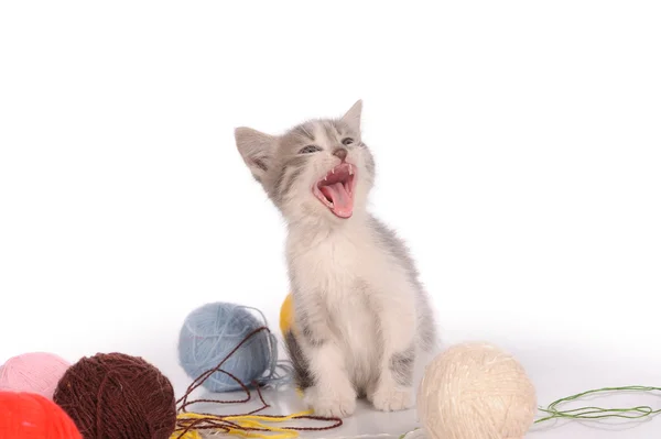 Schöne Miezekatze — Stockfoto