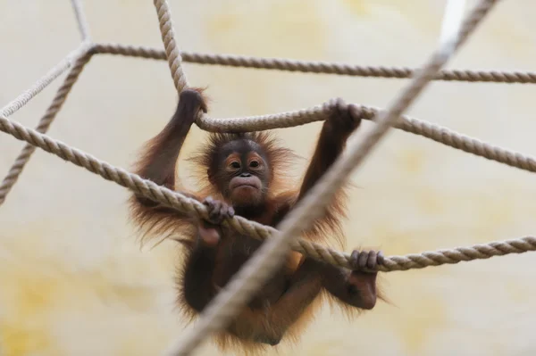 Macaco. — Fotografia de Stock