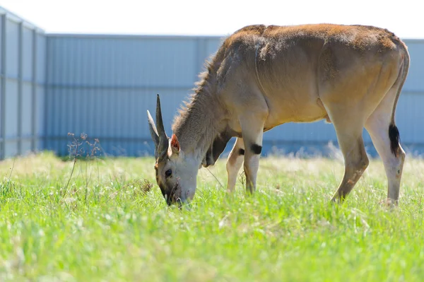 Antelope — Stock Photo, Image