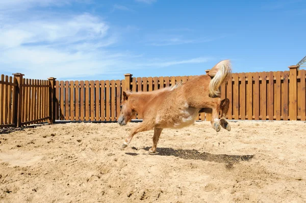 Paard — Stockfoto