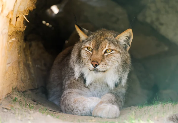 Lince — Fotografia de Stock