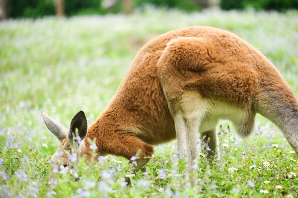 Kangaroo — Stock Photo, Image