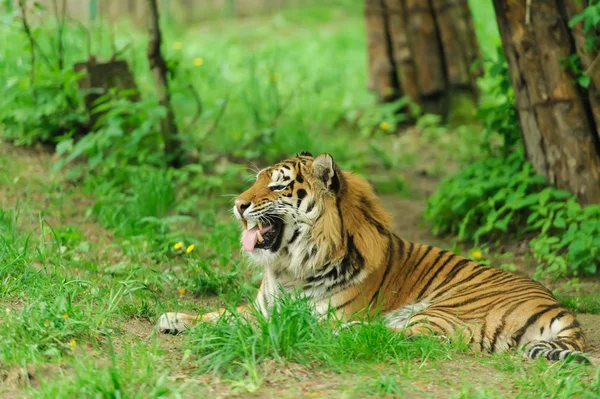 Tijger — Stockfoto