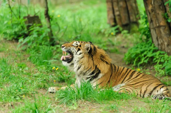 Tigre — Fotografia de Stock