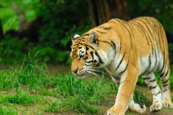 Тигр — стокове фото