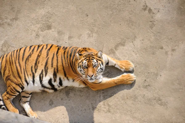 Tiger — Stockfoto