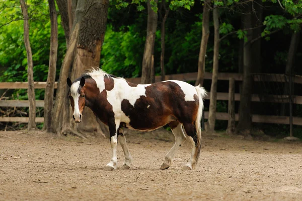 Horse — Stock Photo, Image